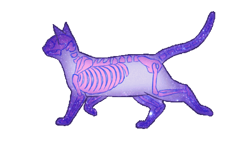 Cat Skeleton Walk Sticker - Cat Skeleton Walk Animation Stickers