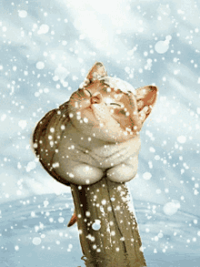 Snow Shoveling GIF - Snow Shoveling Cats GIFs