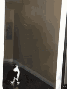 a black and white cat is standing on a wooden floor in a hallway .