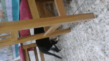 a black and white cat is standing under a table
