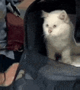 Milky Cat White Cat GIF - Milky Cat White Cat Milky GIFs