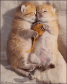 snuggling cat meme sweet cuddling