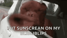 dog head out the window windy sunscreen