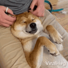 Shiba Ears Getting Massage Viralhog GIF - Shiba Ears Getting Massage Viralhog Relaxed Shiba GIFs