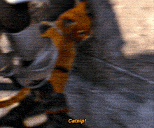 a blurry picture of a cat with the words catnip written in yellow