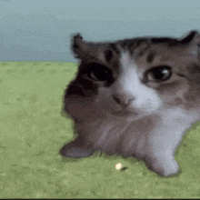 Cat Explode GIF - Cat Explode GIFs