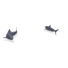 Sharks Swimming GIF