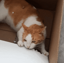 a brown and white cat is playing with a piece of paper