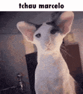 a picture of a cat with the name tchau marcelo on the bottom