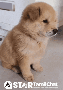 a puppy is sitting on a star tamil chat advertisement
