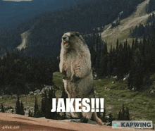 Jakes Jokes GIF - Jakes Jokes Bear Screaming GIFs