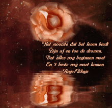 a reflection of two roses in the water with a quote by angel wings