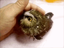 Owl Petting GIF - Owl Petting GIFs