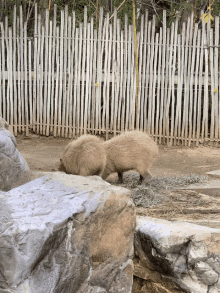 Capybara Zoo GIF