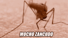 Mucho Zancudo GIF - Zancudo Mosquito GIFs