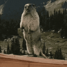 a ground squirrel is standing on its hind legs with the word hinton behind it