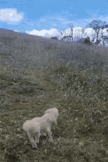 Correndo Na Relva Turismo De Primeira GIF - Correndo Na Relva Turismo De Primeira Cão Correndo GIFs