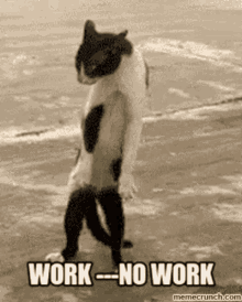 work cat