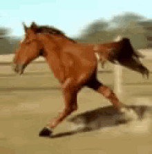 horse run