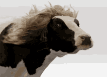 Cow Girl GIF - Cow Girl Hair GIFs