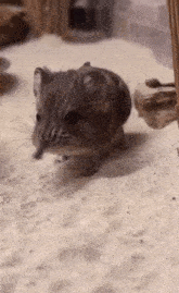 a small mouse is walking on the sand .