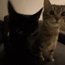 Cat Silly Cat GIF - Cat Silly Cat Silly GIFs