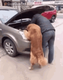 Owned Dog GIF - Owned Dog Golden GIFs
