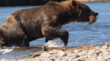 Time To Eat Grizzly Bear GIF - Time To Eat Grizzly Bear Robert E Fuller GIFs