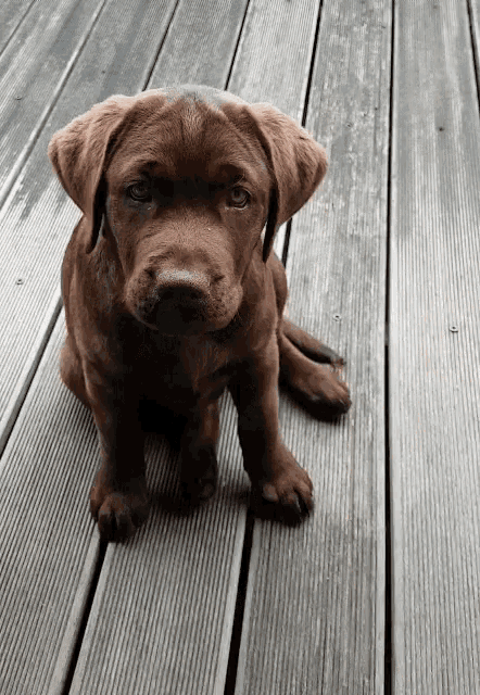 Brown Labrador Puppy GIF - Brown Labrador Puppy Cute - Discover ...