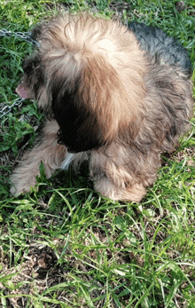 a small dog is laying in the grass on a leash