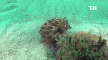 Octopus This Is Happening GIF - Octopus This Is Happening Underwater GIFs