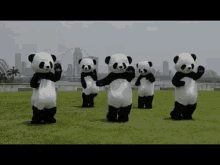 pandas dancing wtf