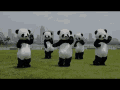 Dancing Pandas GIF - Pandas Dancing Wtf GIFs