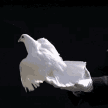Freedomto Make A Difference GIF - Freedomto Make A Difference GIFs