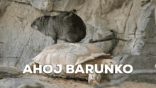Capybara Barunka GIF - Capybara Bara Barunka GIFs