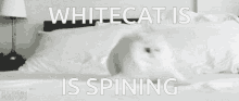 osu whitecat osu whitecat spining osugame