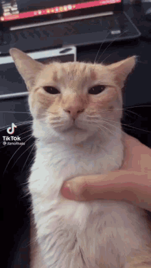 Cat Sega GIF - Cat Sega GIFs