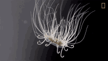 Jellyfish National Geographic GIF - Jellyfish National Geographic Mysterious GIFs