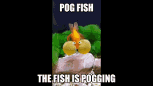 Pog Fish Swim GIF - Pog Fish Swim The Fish Is Pogging GIFs