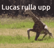 Lucas Rullar Upp GIF - Lucas Rullar Upp GIFs