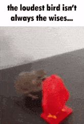 the loudest bird isn 't always the wisest ... a hamster is playing with a red toy .