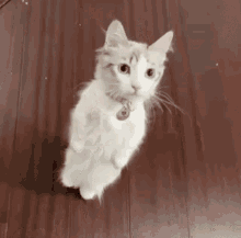 Doshgarn Cat GIF - Doshgarn Cat Give Me GIFs
