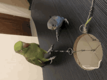 The Ringneck And Ozzy The Highness GIF