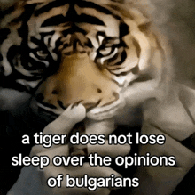 a picture of a tiger with a caption that says a tiger does not lose sleep over the opinions of bulgarians