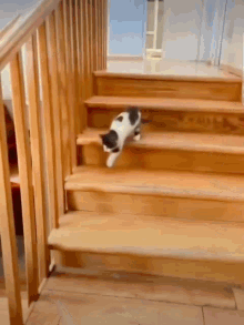 Cat Jump Dog Cat GIF - Cat Jump Dog Cat Jump GIFs