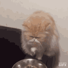 Cat Eat GIF