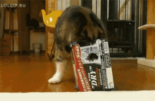 Cat Carton GIF - Cute Cats Box GIFs