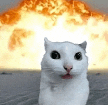 a white cat is sitting in front of an explosion with its mouth open .
