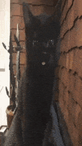 a black cat with a white tongue sticking out is sitting in front of a cactus