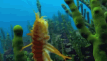 Trump Shrimp GIF - Trump Shrimp Trumpshrimp GIFs